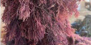 ​”Kami Hanya Disapa Saat Pemilu”: Isak Perih Nelayan Tual Menagih Janji Wakil Rakyat Dapil 6